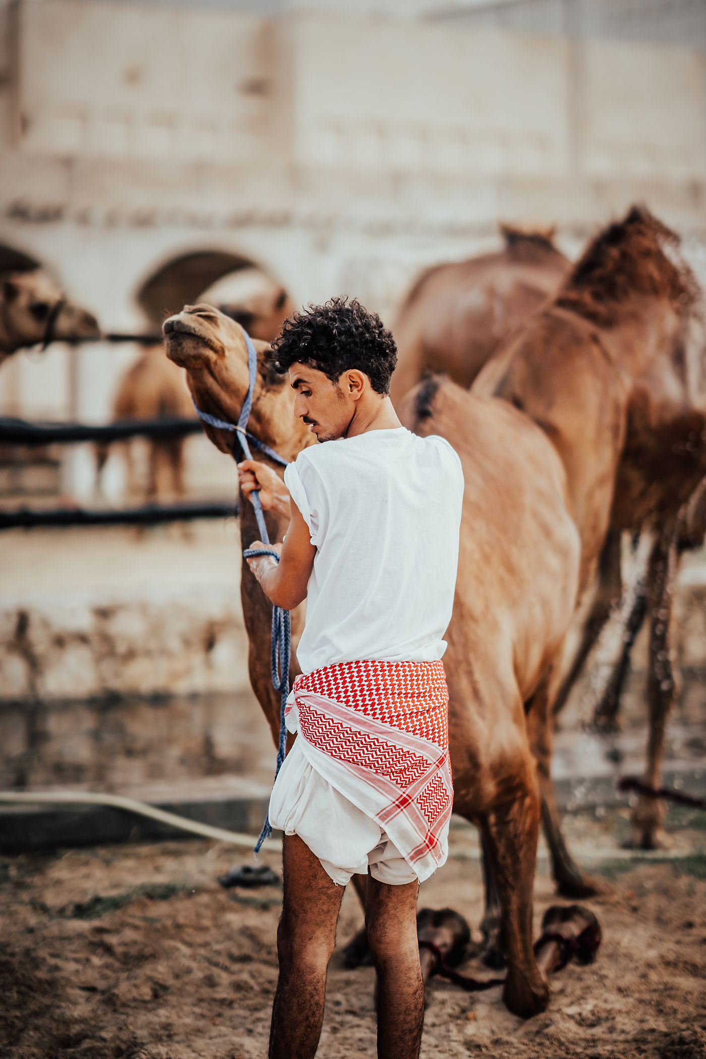 camel desert Qatar doha street photography arabs arabic islamic muslim
