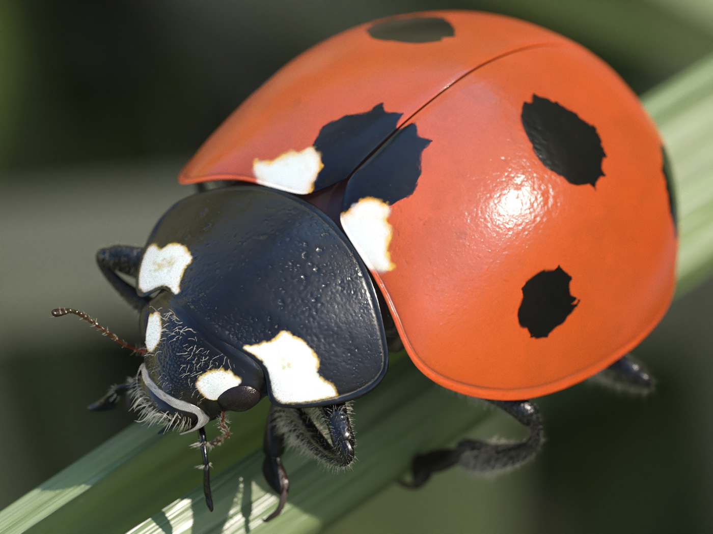 ladybird CG vray 3dmax insect bug