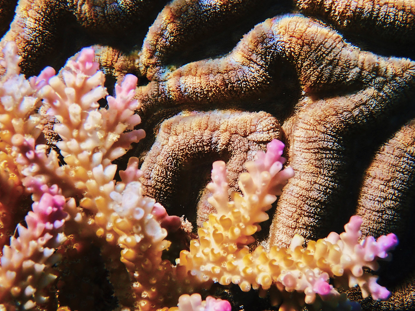 Coral Macro Coral textures Great Barrier Reef Marine Macro Reef Closeup Reef Dive underwater macro Vivid Coral