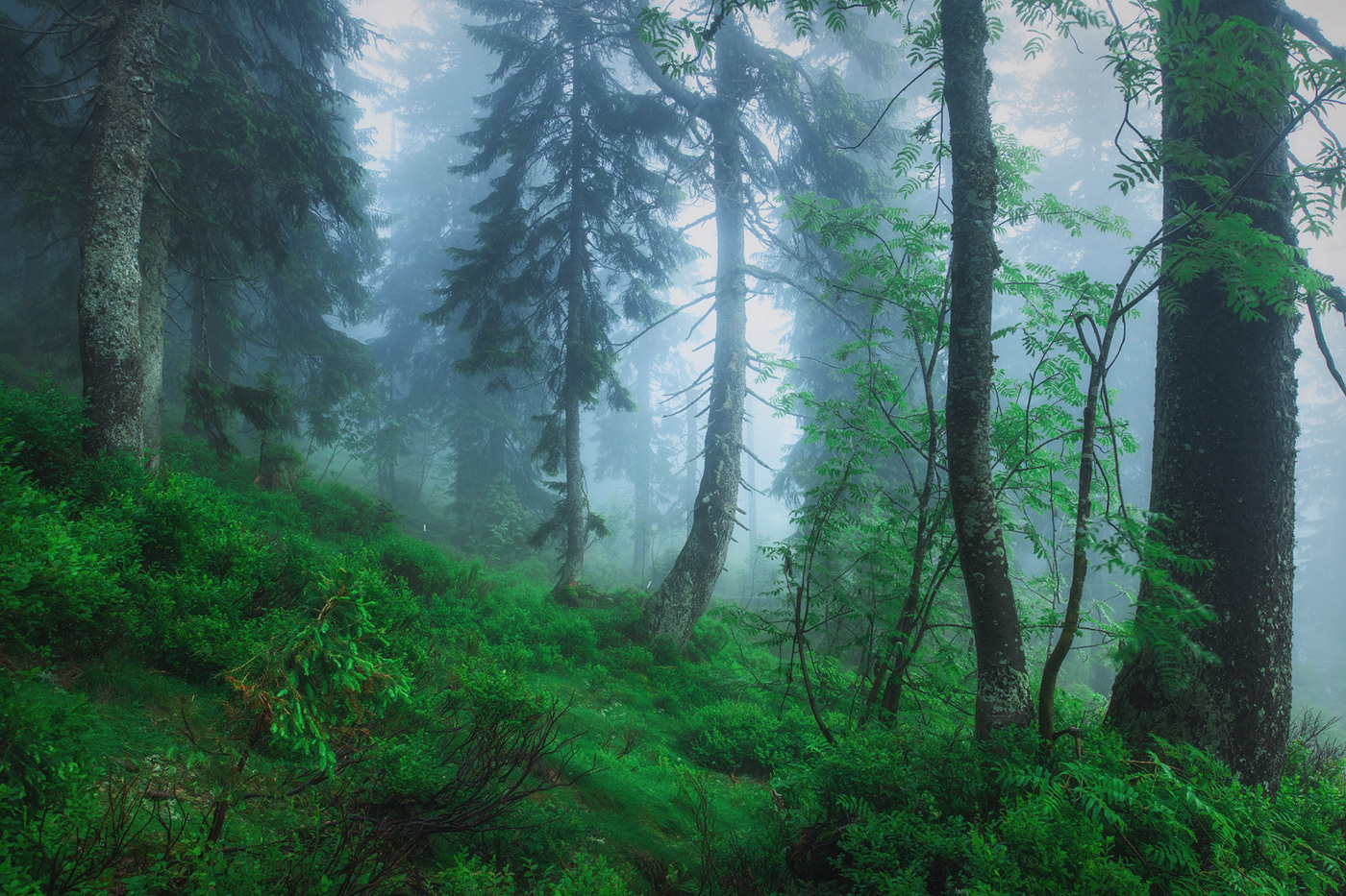 Bavaria Bayern Deutschland fog forest germany nebel wald wood