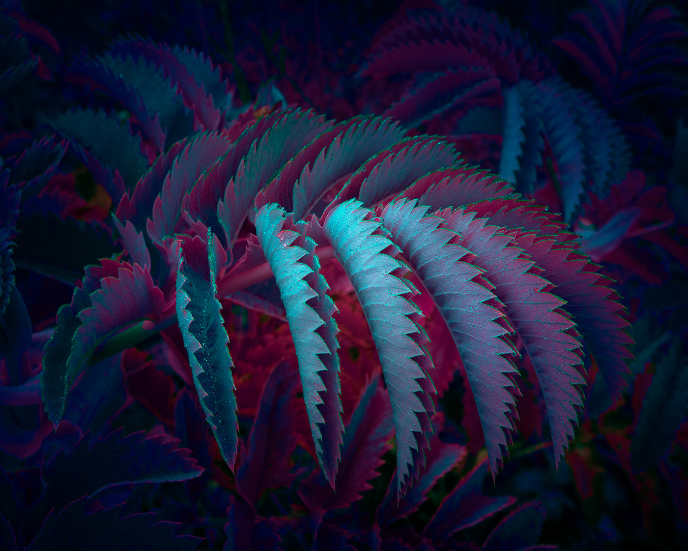 alien color Flowers glow jungle Nature neon night Photography  plants