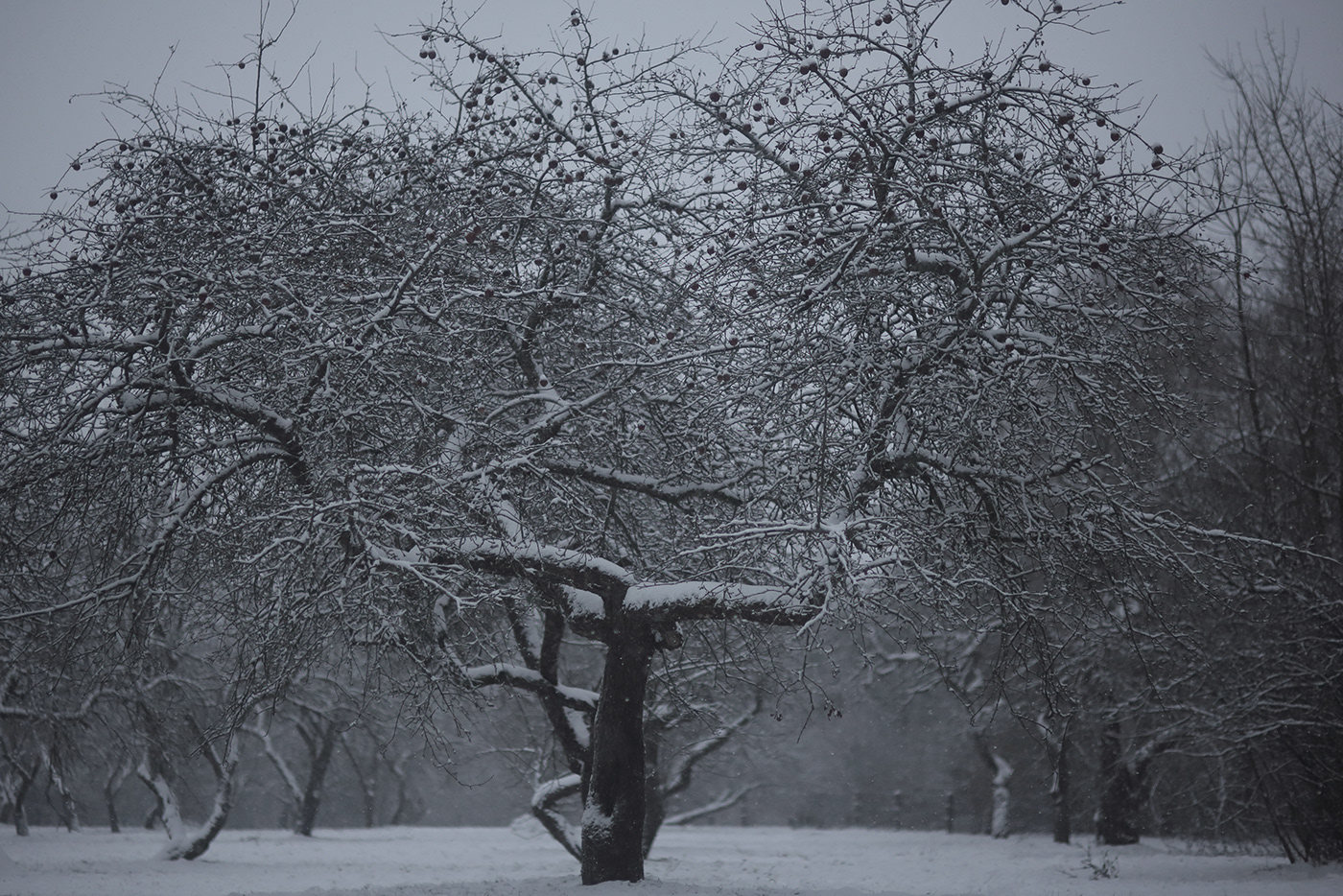 lietuva lithuania Nature Tree  winter Mindaugas Buivydas tree art darknes