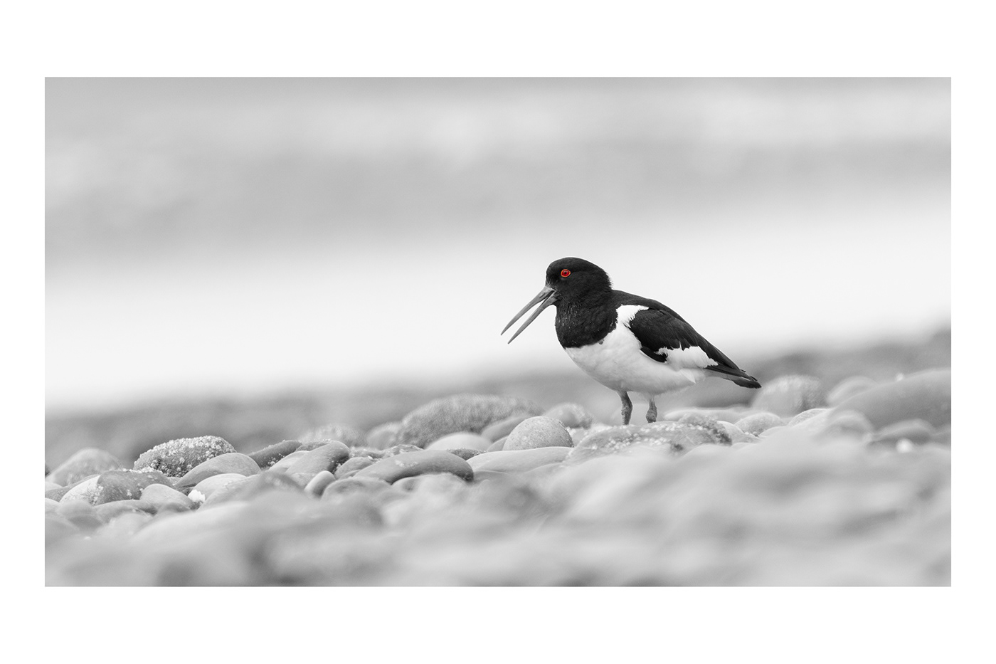 beach birds british coastal fine-art FINEART Nature Nikon Photography  wildlife