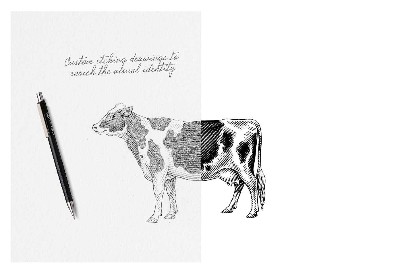 butcher cow cows etching