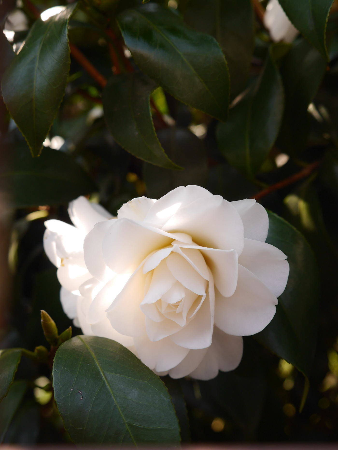 flower Camellia White