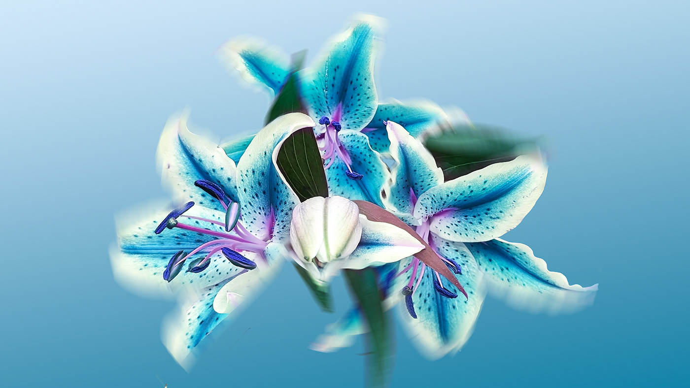 blossom shelby hanlon Photography  photographer Flowers Nature floral color photoshop blues