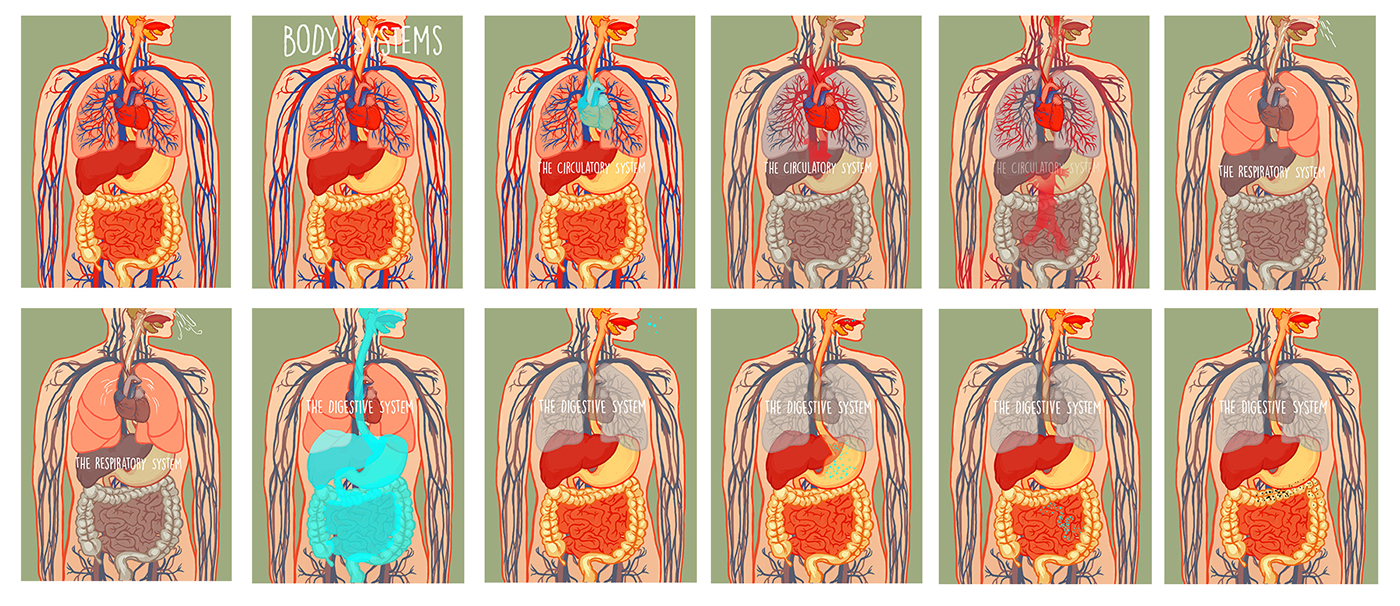Kinetic Illustration gif motion medical illustration Body Systems