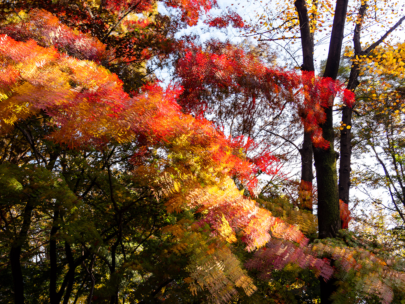 autumn Nature Photography 