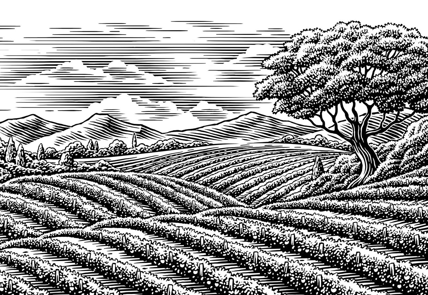 scratchboard illustration of vineyard scene