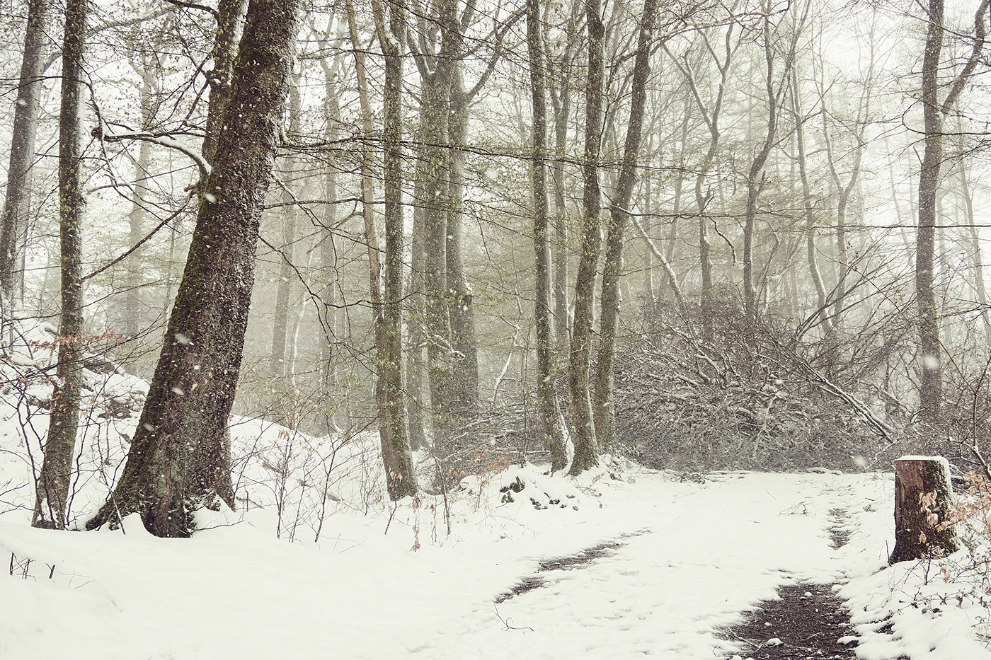 dog jörg marx Landscape Photography  snow winter