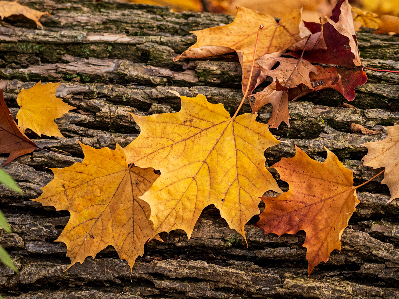 adobe autumn coloeful landscape photography landscapes lightroom Nature photo walk Toronto