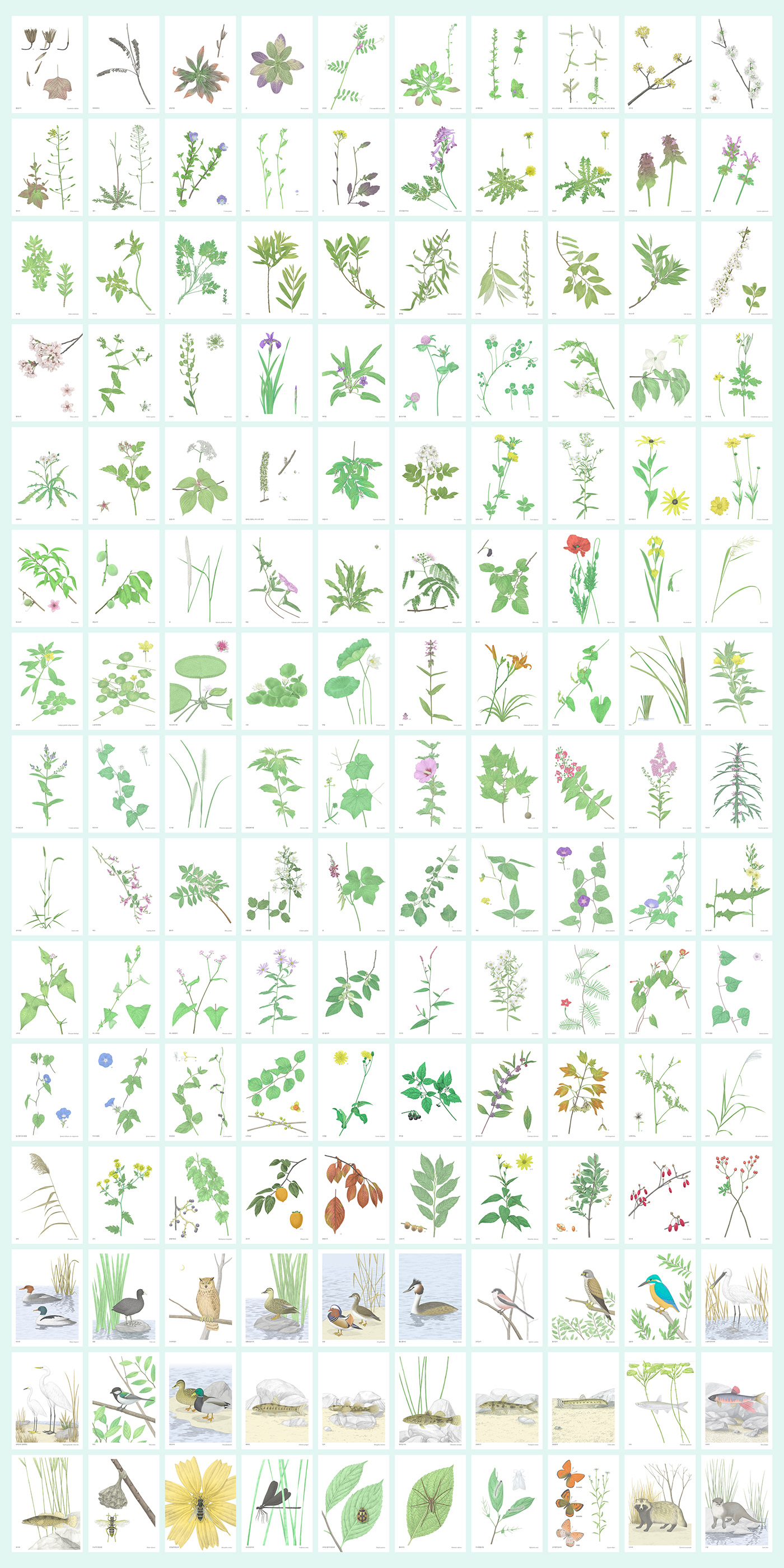 animal book botany detail dictionary eco life Miniature Plant taxonomy