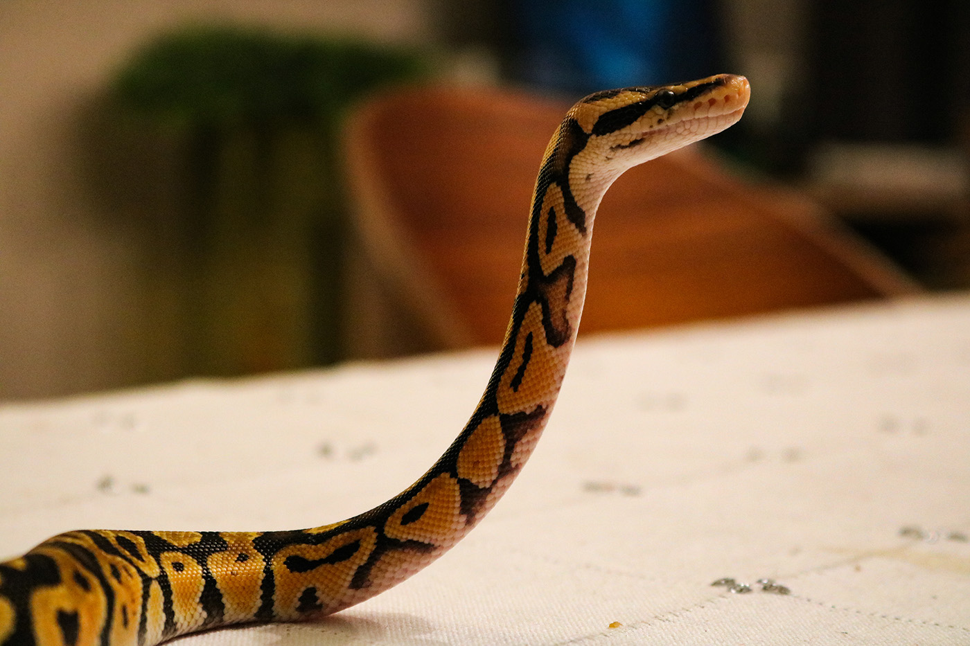 snake slang yellow animal dier