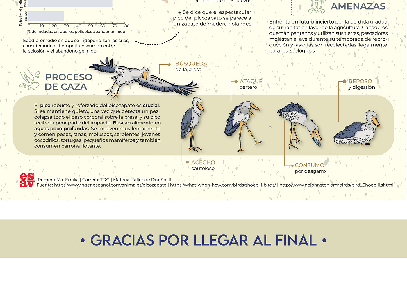 infografia infography Infography design ILLUSTRATION  Diseñodeinfografia Picozapato Shoebill shoebillstork soebillillustration