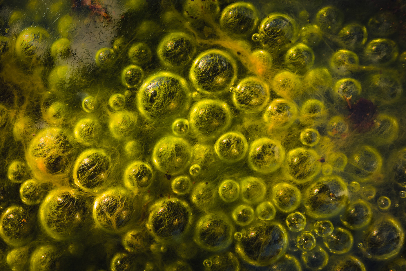 abstract bubbles forest Landscape leaf leaves macro micro swamp water