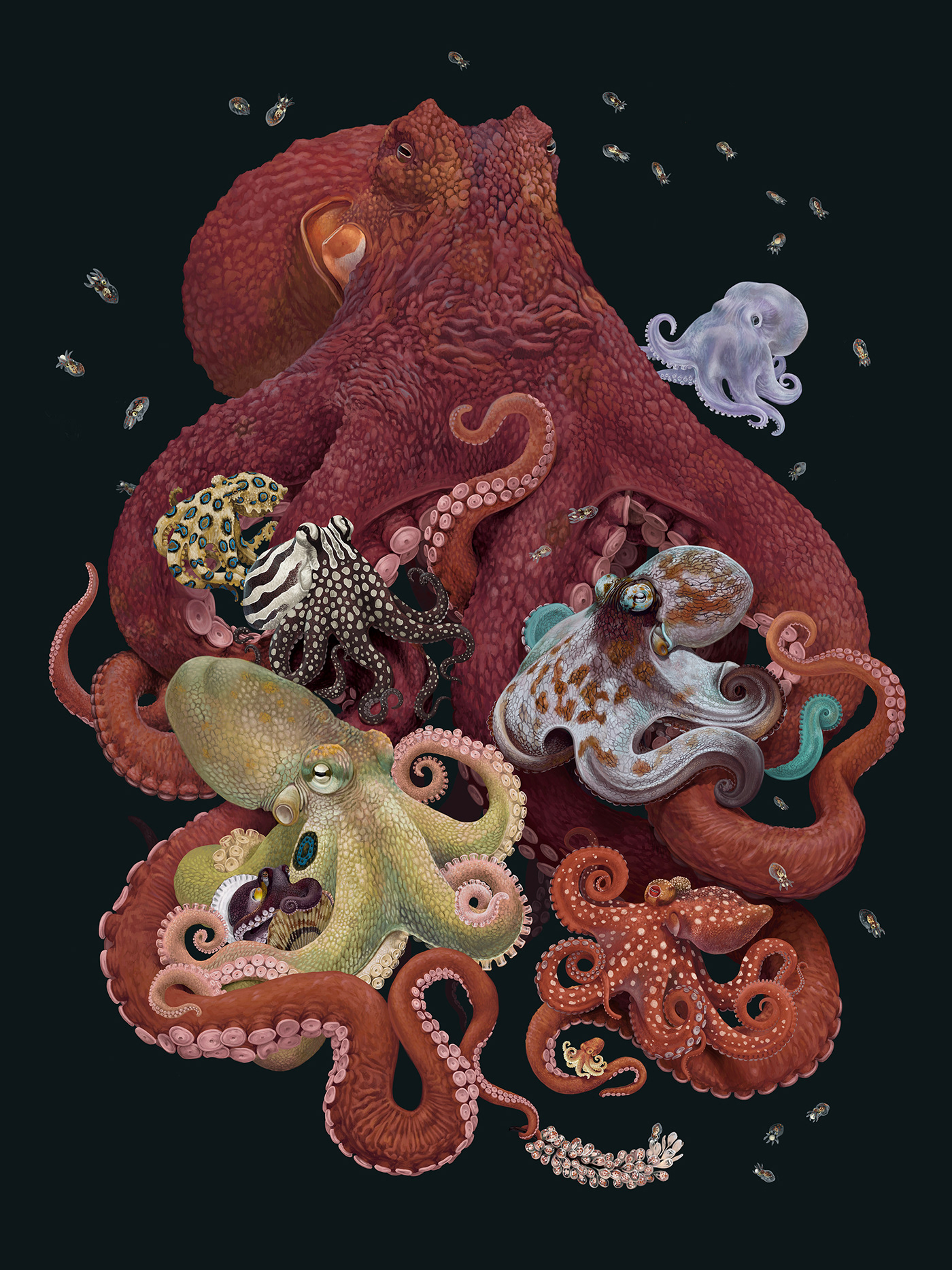 animals biodiversity jellyfish marine invertebrates Nature Ocean octopus scientific illustration seahorse deep sea