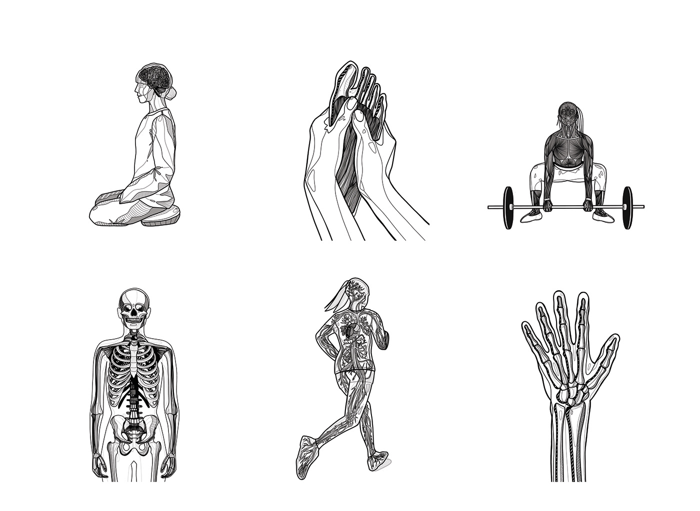 ILLUSTRATION  book illustration anatomy anatomy illustration digital illustration MARTA PLUSA art