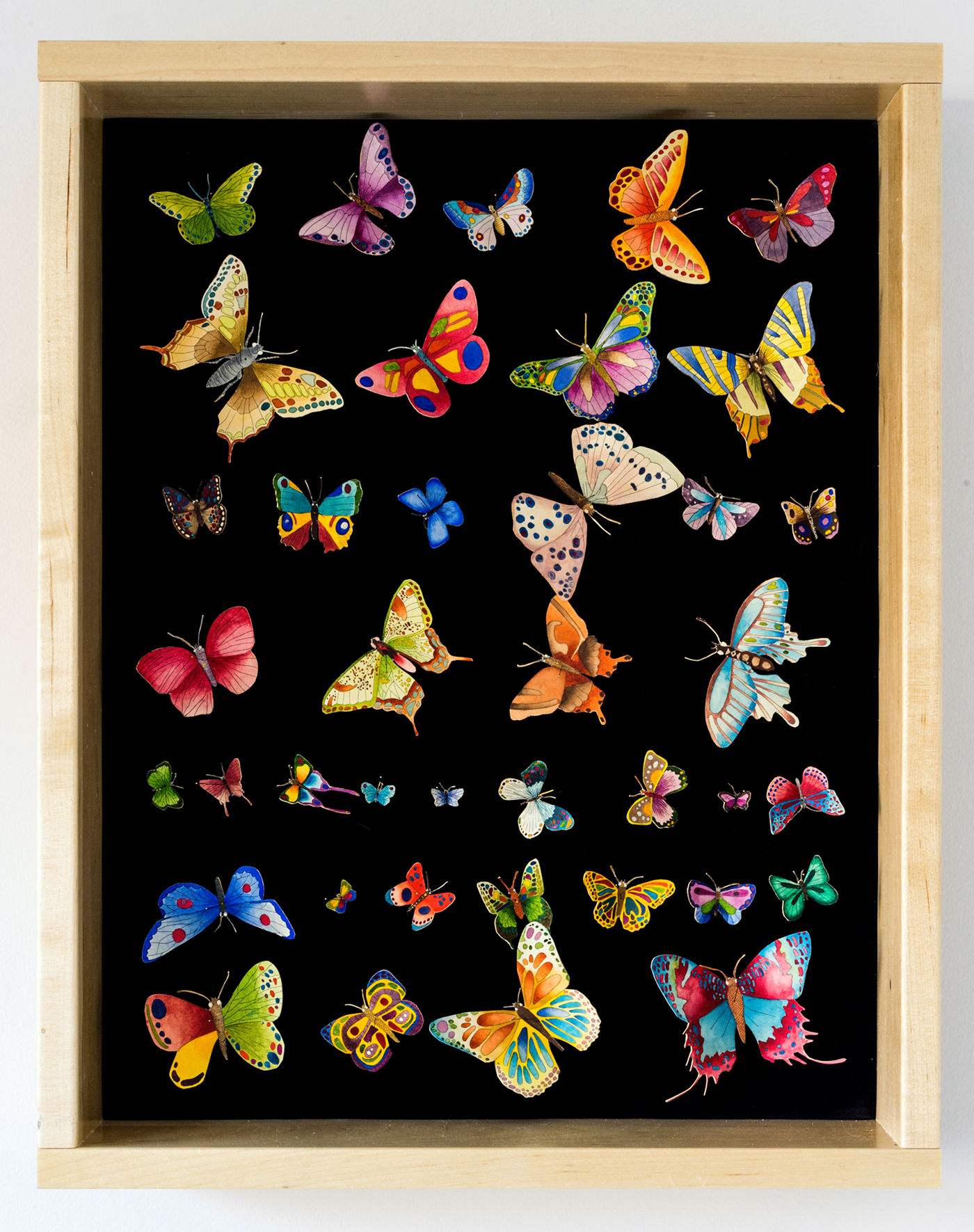 butterfly Drawing  painting   printmaking etching color Display collage