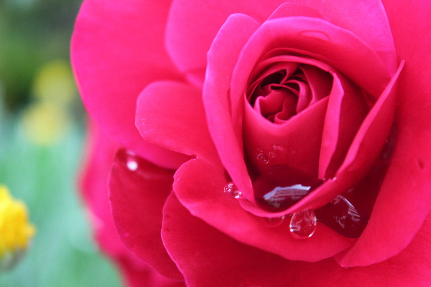 rose rain drops