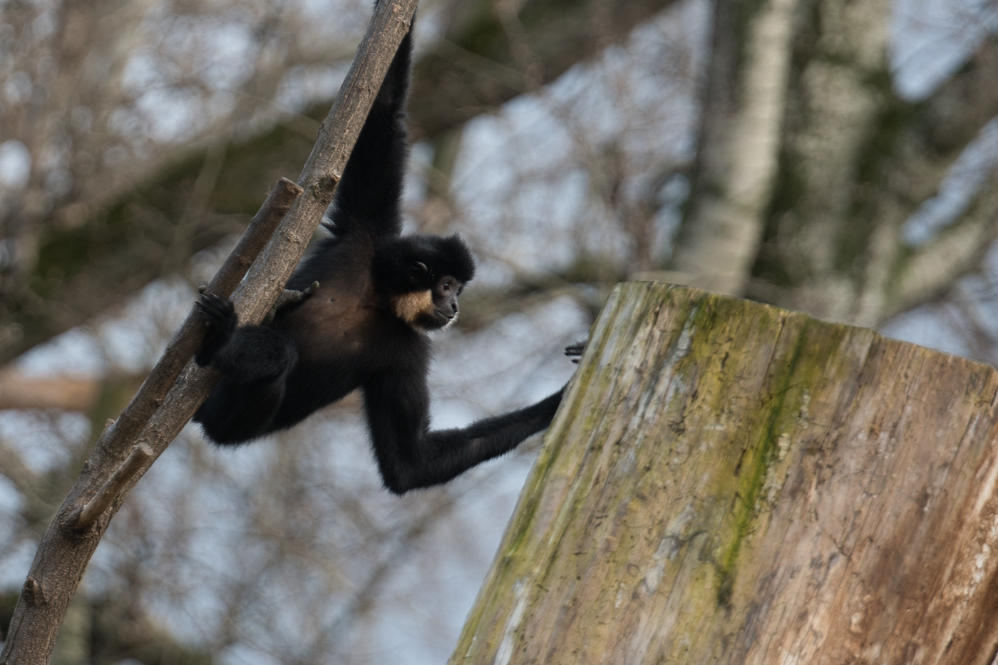 animals bear Gibbons gorilla monkeys Nature Photography  wildlife zoo