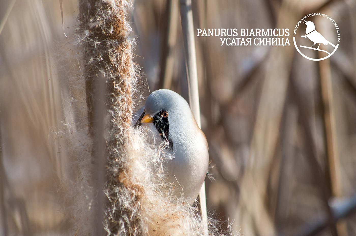 Panurus biarmicus bird birds birdswatching volgograd Russia wildlife