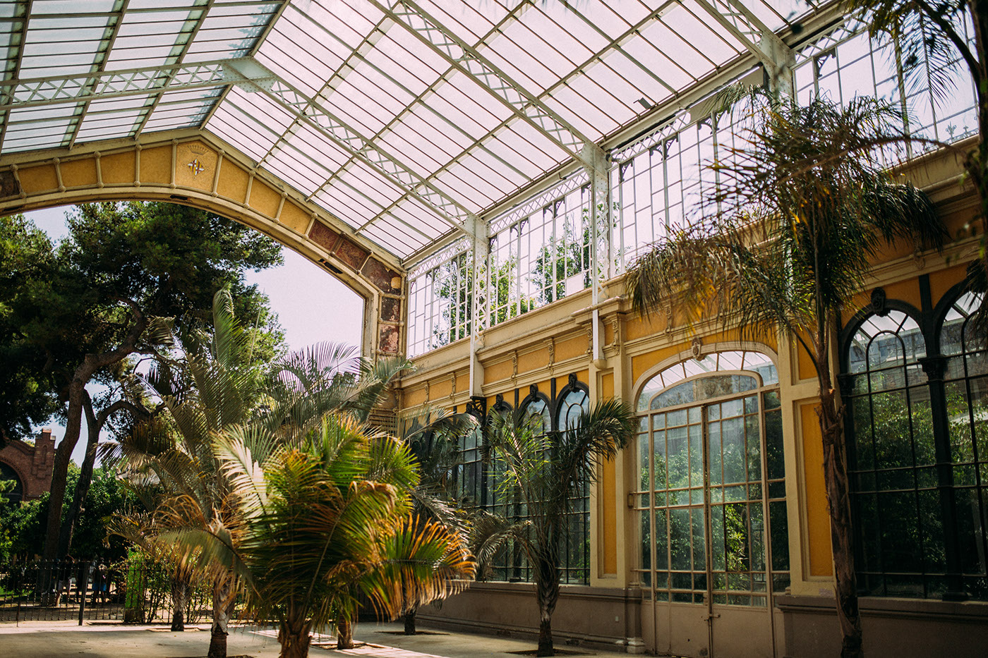 lifestyle barcelona Photography  Film   35mm Tropical palmtrees greenhouse