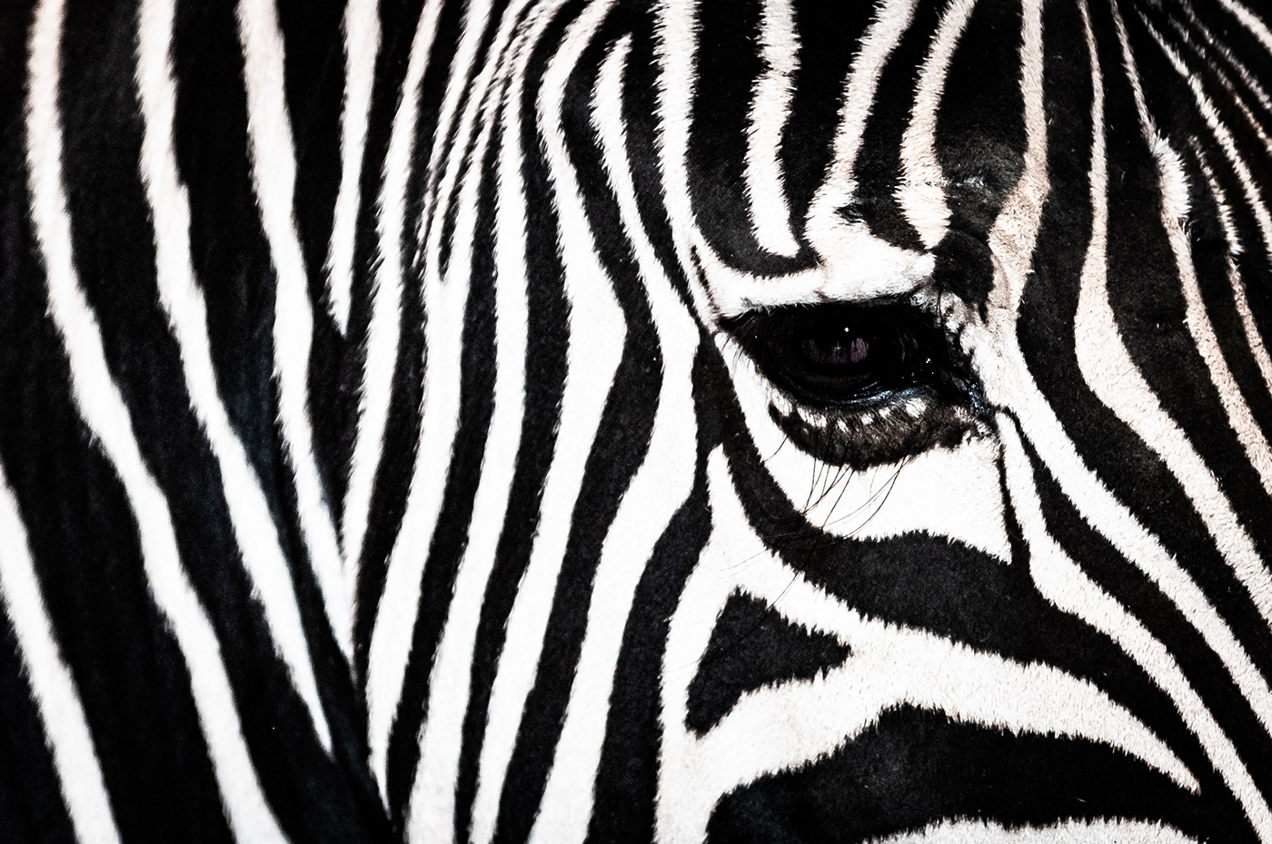 Image may contain: animal, mammal and zebra