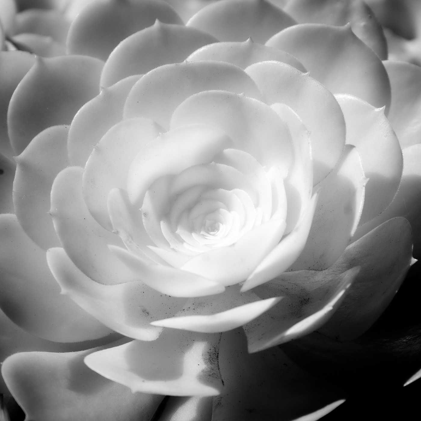 black and white botany Flora infrared photography lightroom Nikon Photography  plants still life Succulent