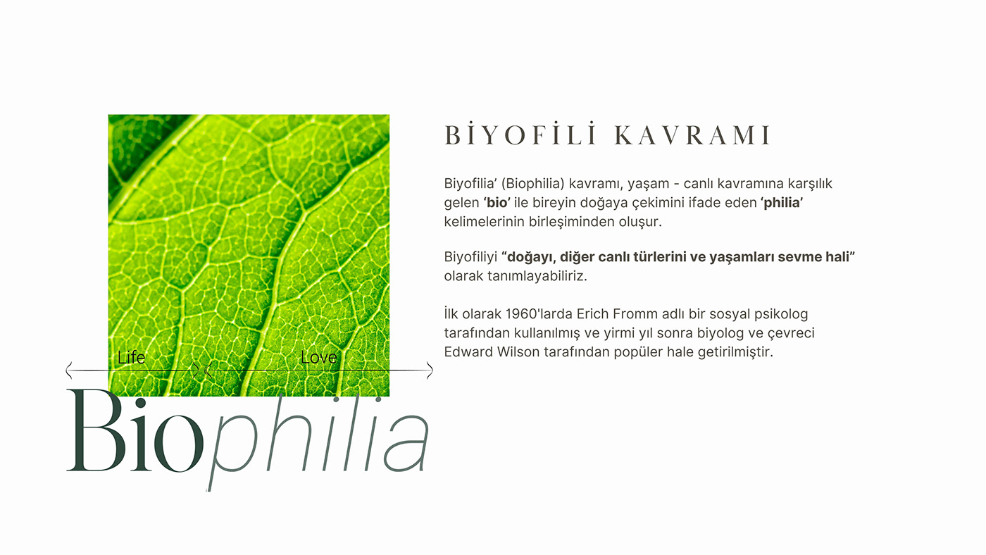 Biophilic Design biophilia architecture