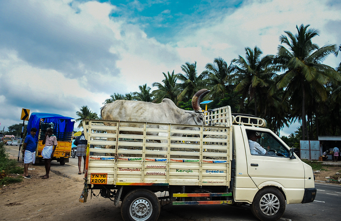 animals Cattle Coimbatore countrybreed Documentry market tamilnadu Travel