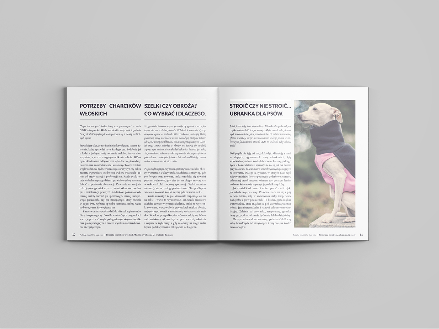 sighthound greyhound clothes catalog design typography   study dog
