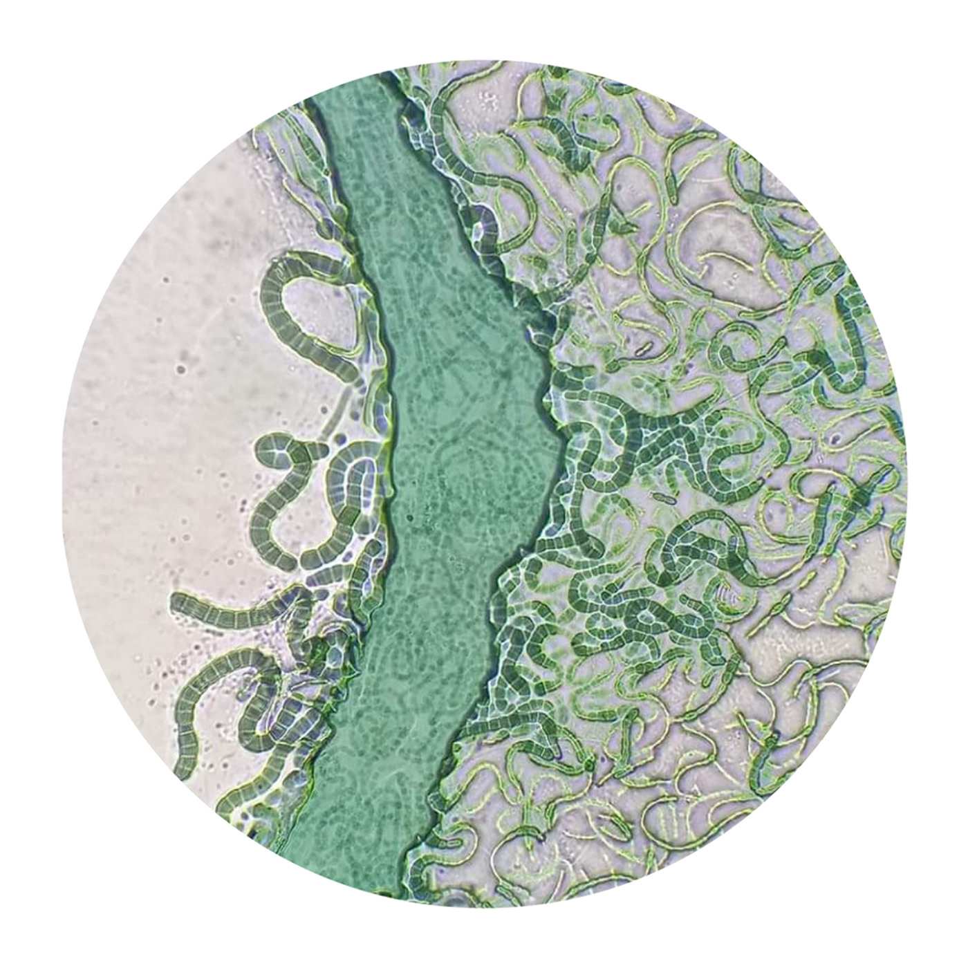 algae art microorganisms microscope microscopic microscopic photography Nature