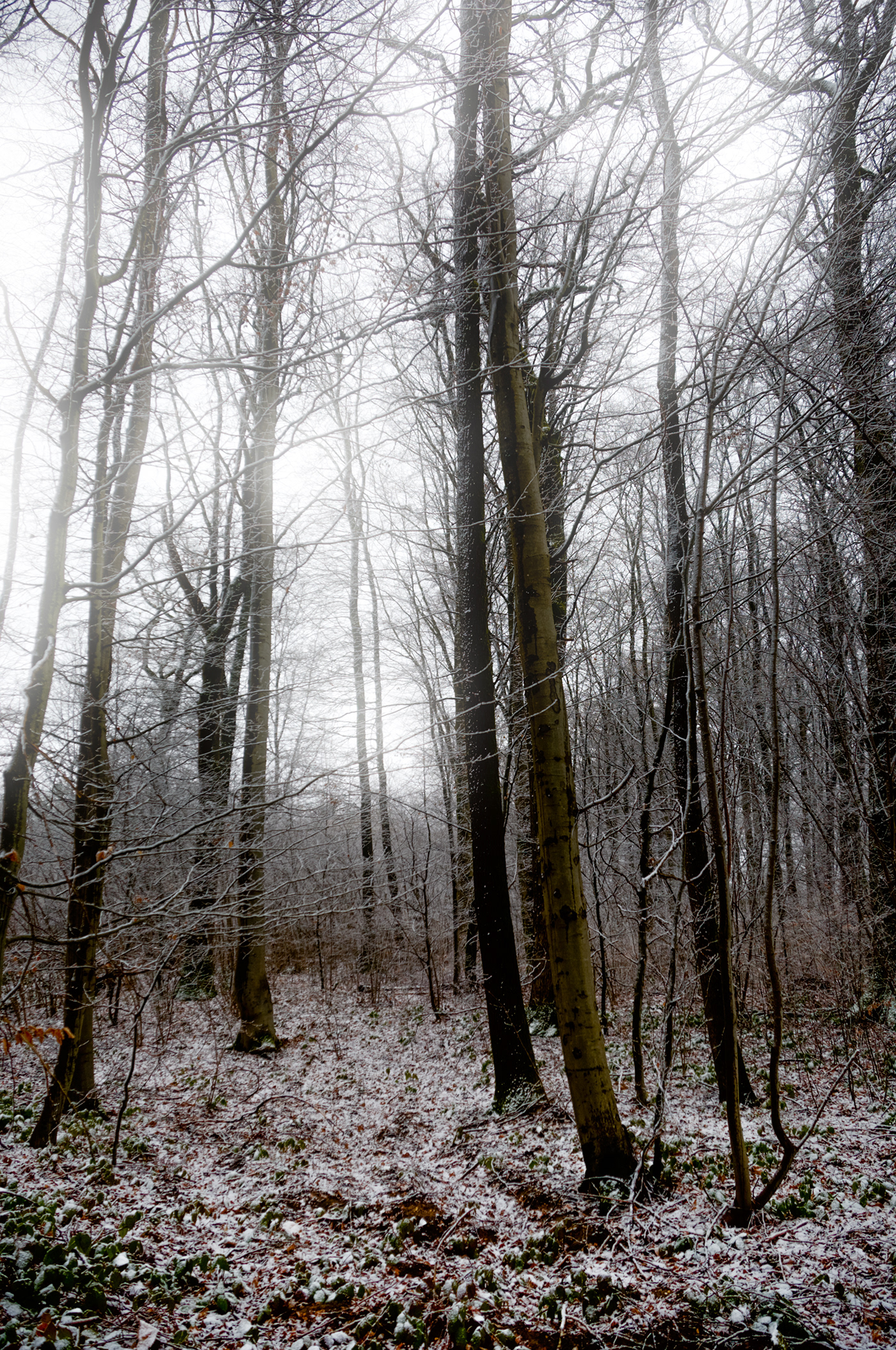autism forest mood Photography 