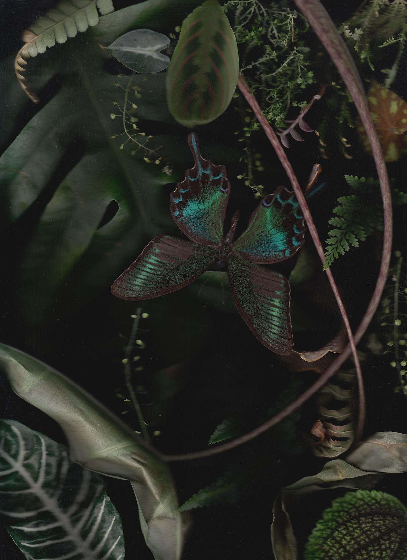 butterfly flower plants ScanArt scannography