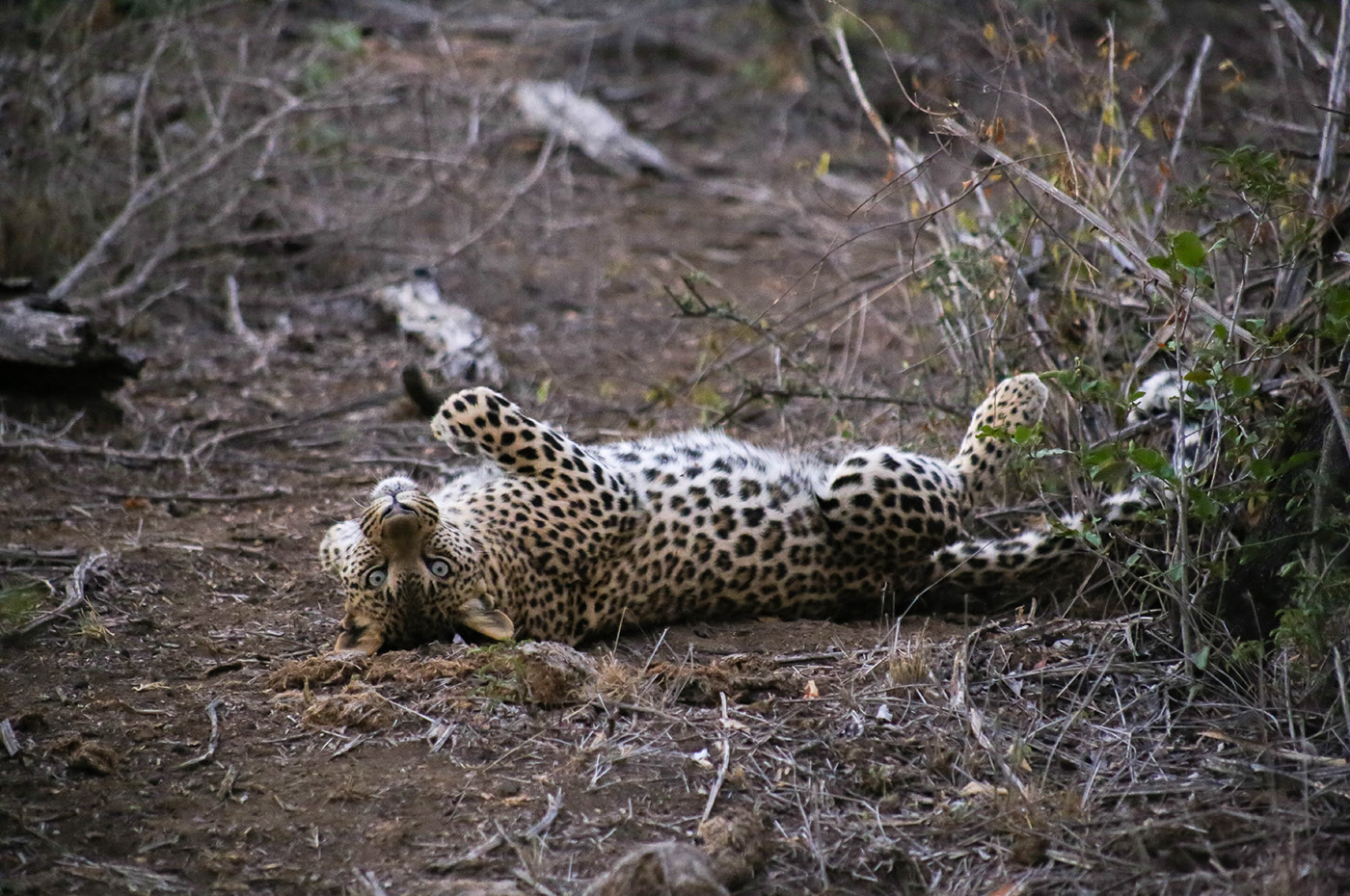 safari Photography  wildlife africa south africa leopard lion aardvark animals wilderness