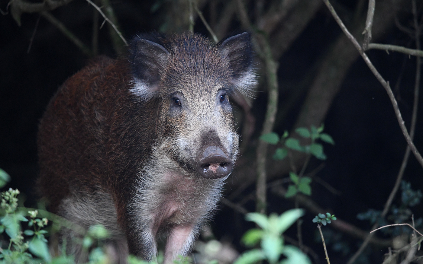 Wildlife photography Nature jabali argentina animales salvaje wild naturaleza wild pig