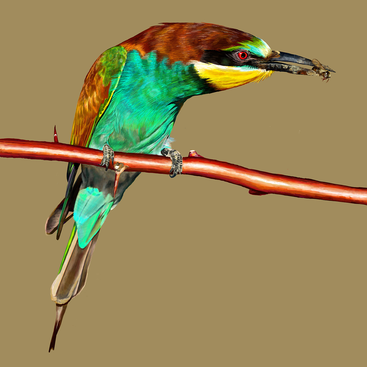 adobe fresco Digital Art  Photography  wildlife apple pencil ipad pro Colourful  bright vivid bird