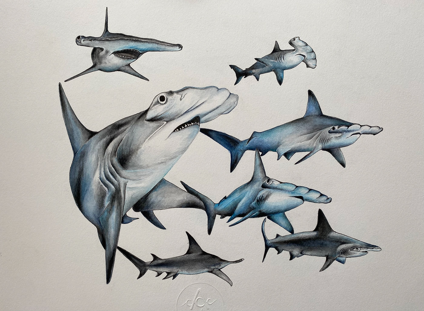 ilustración científica ilustración naturalista animales marinos