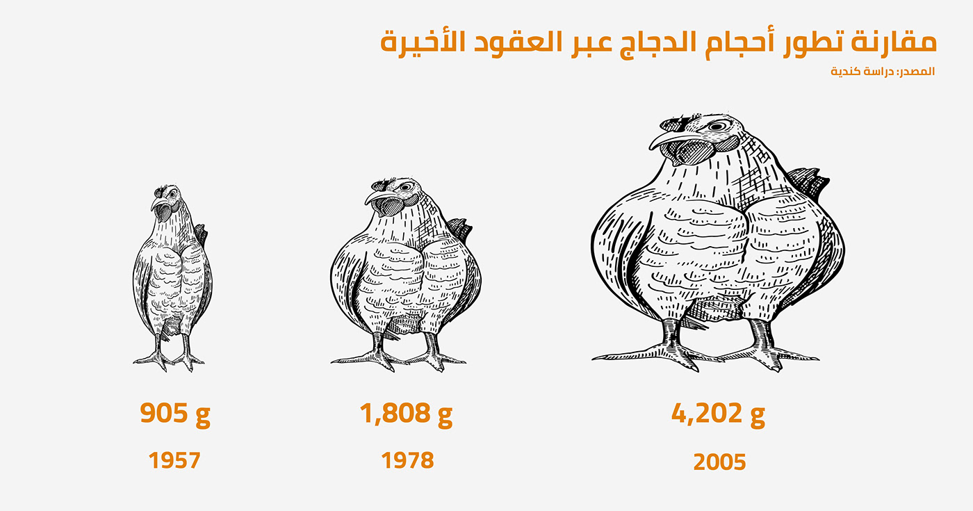 adobeillustrator chicken graphicdesign infograph infographics journalism   posterdesign publishinghouse Socialmedia wacom