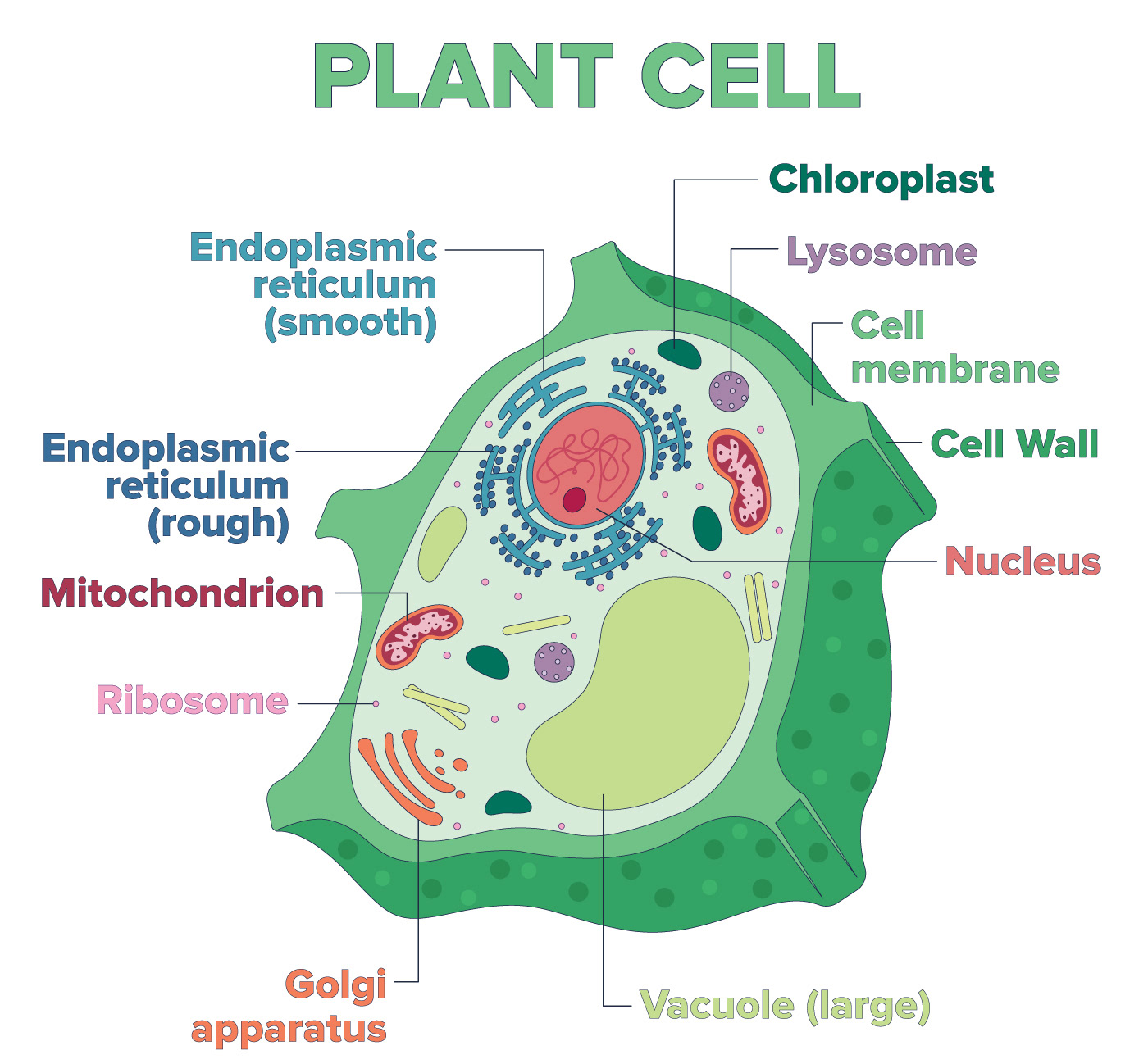 Plant cell