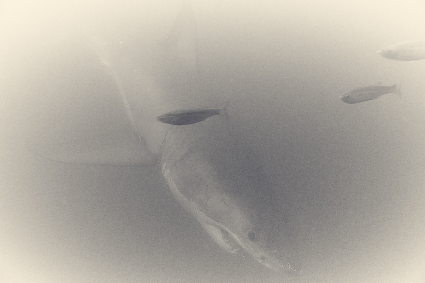 underwater black and white wildlife shark great white shark south africa predator FINEART