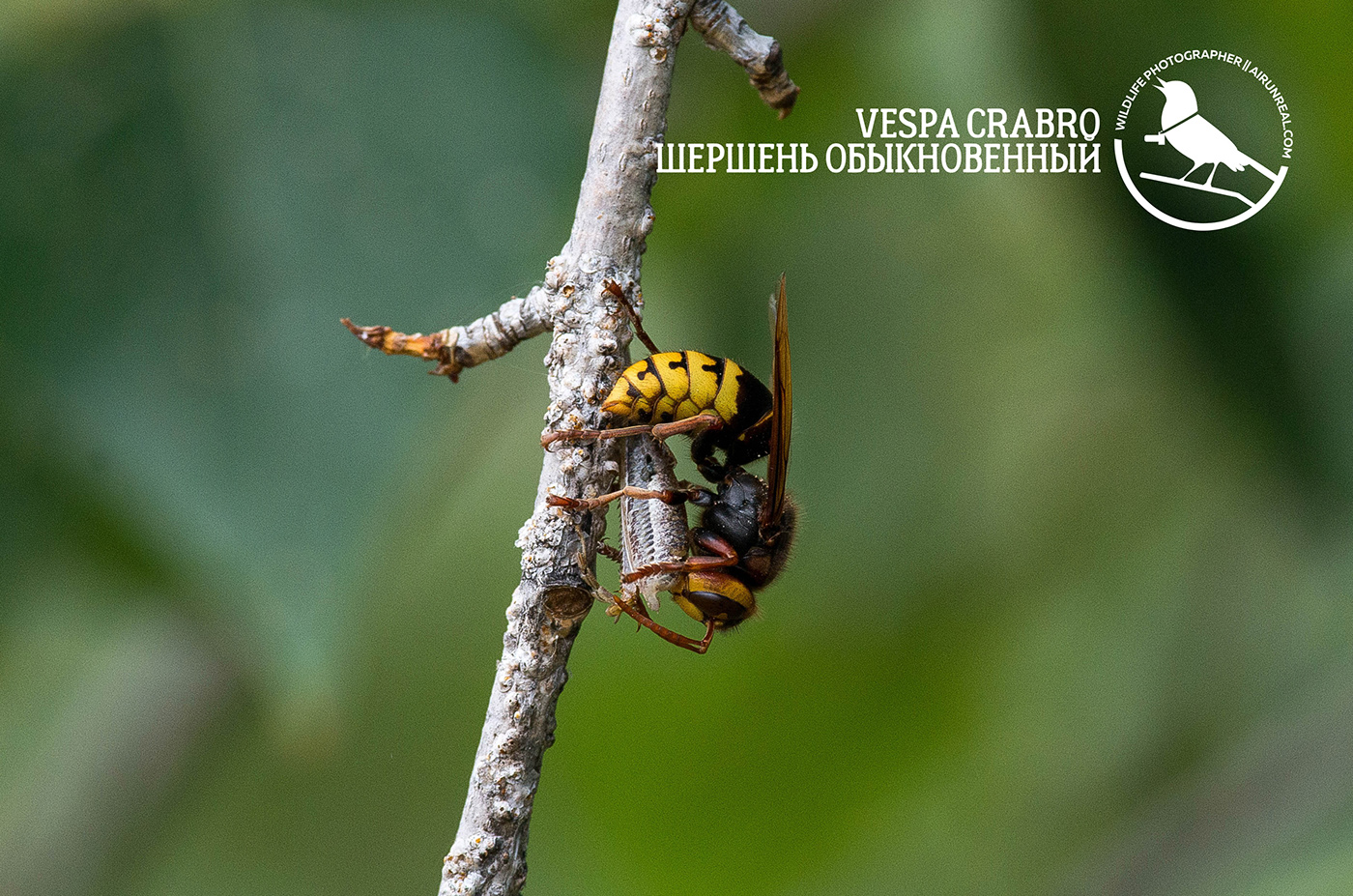 Vespa crabro insect Insects volgograd Russia wildlife macro macrp photo European hornet hornet