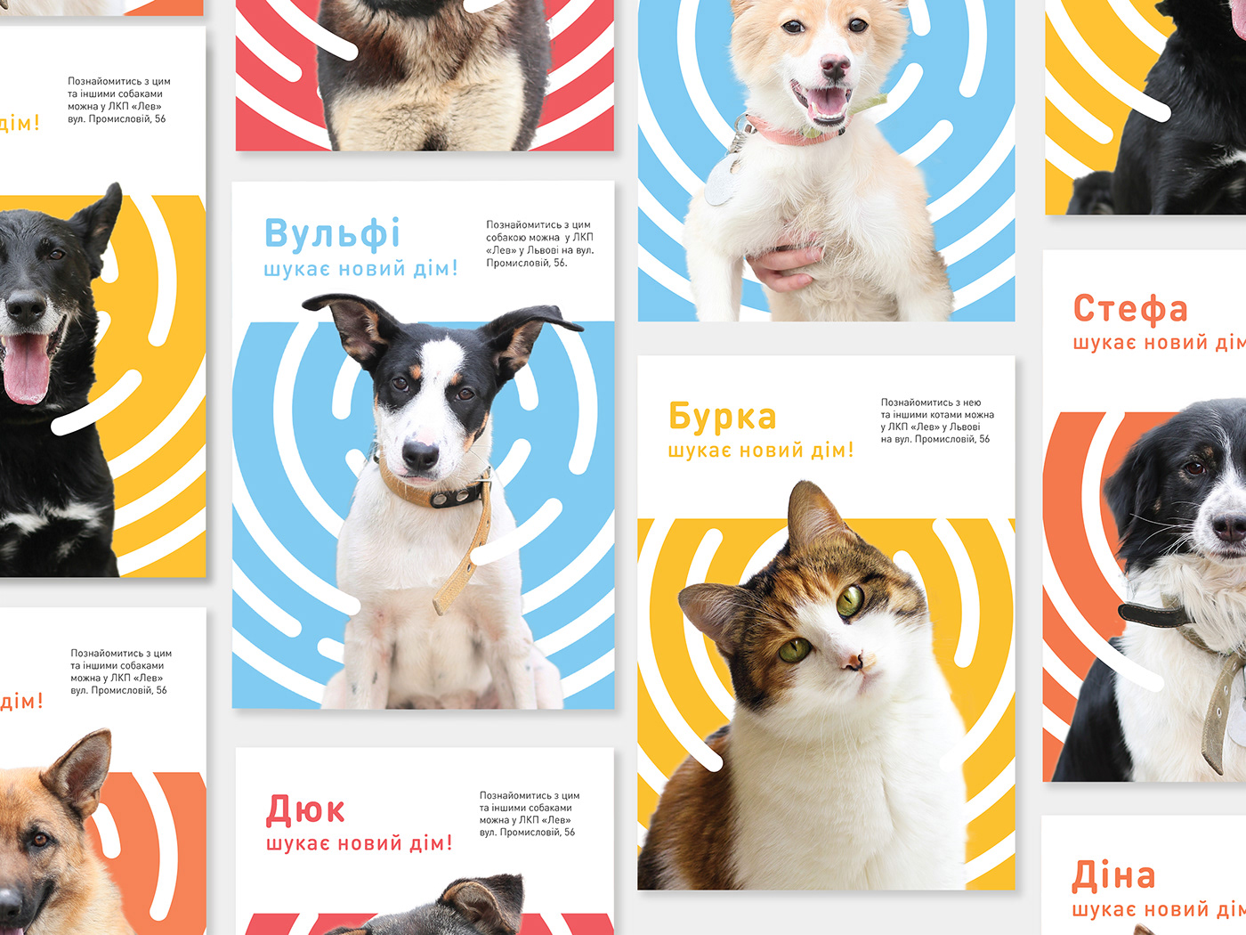 shelter dog Cat branding  fingerprint Medecine identity graphic design  home adopt