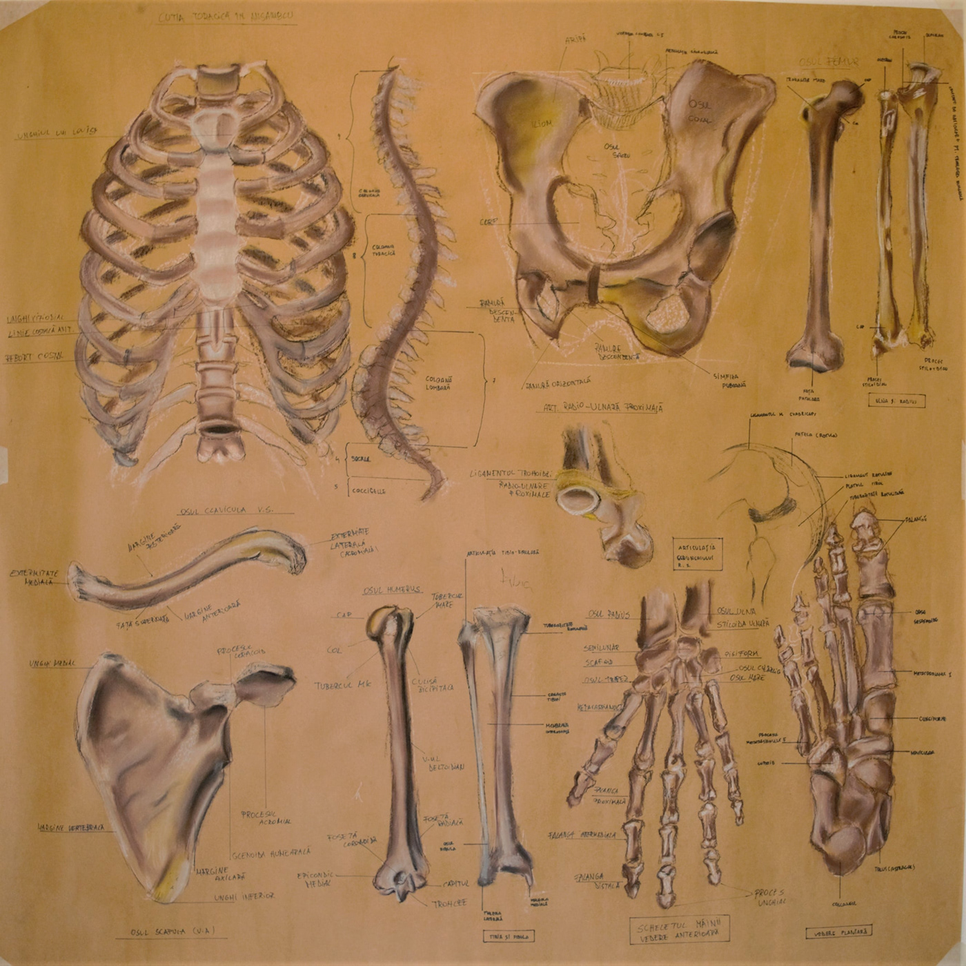 anatomy #human #body