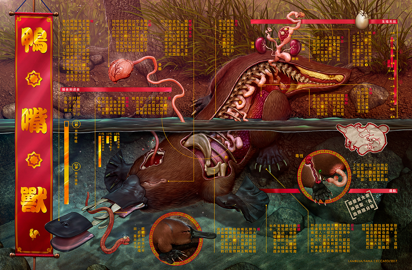platypus ornintorrinco Cientific illustration infographic infográfico mandarim chinese china chines 鸭嘴兽