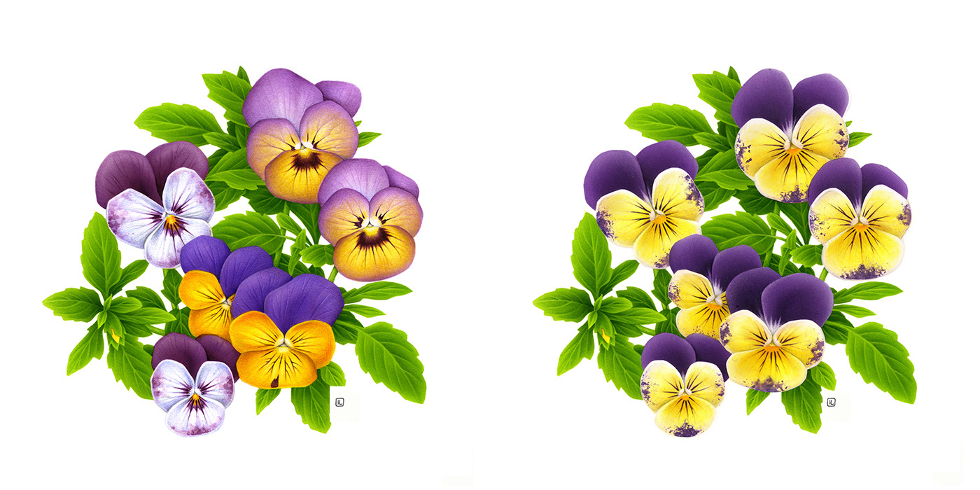 ILLUSTRATION  inspiration commercial handmade digitalart photoshop wacom botanical flower Fruit