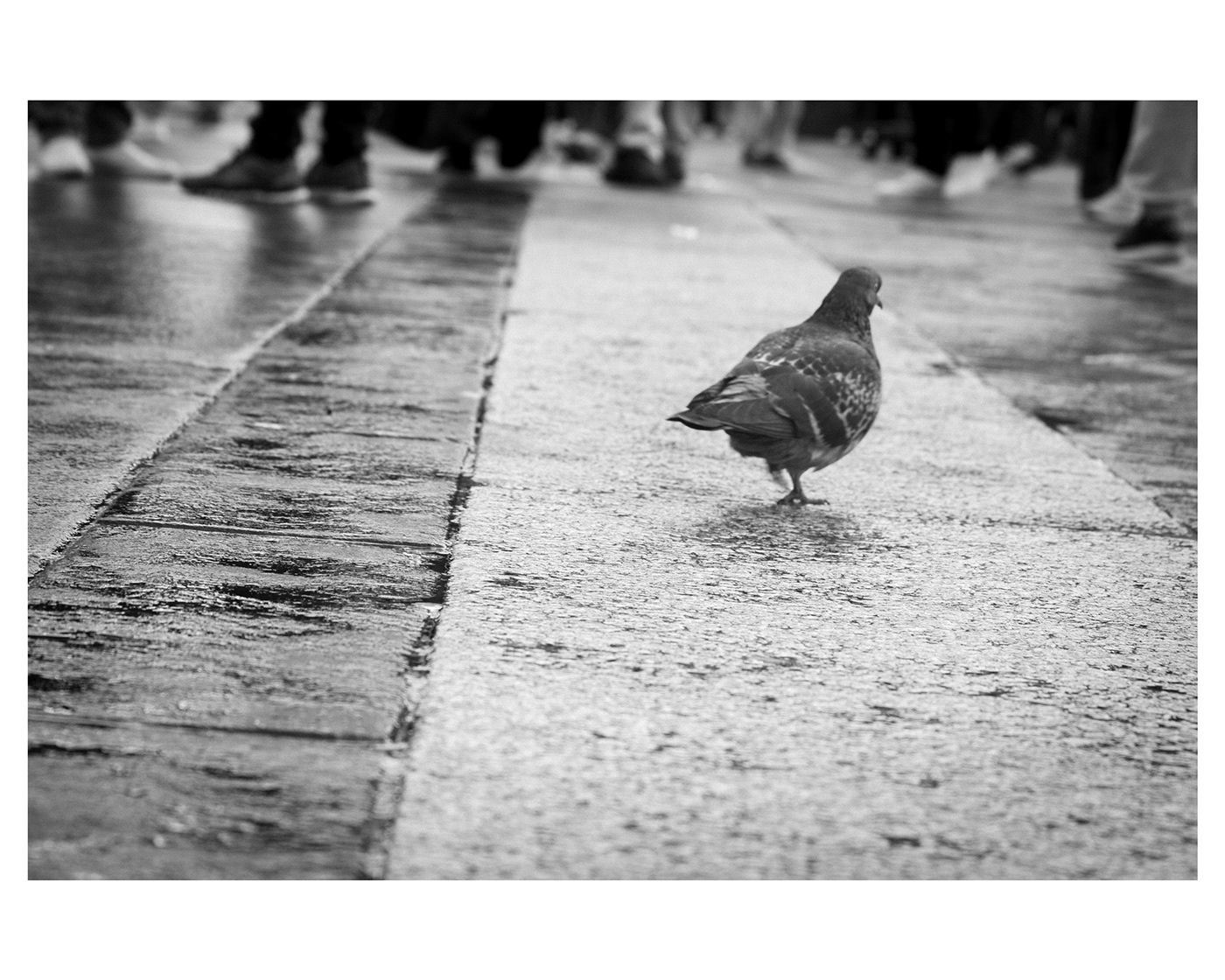 Photography  milan wildlife city bnw Street naturalistic pigeons