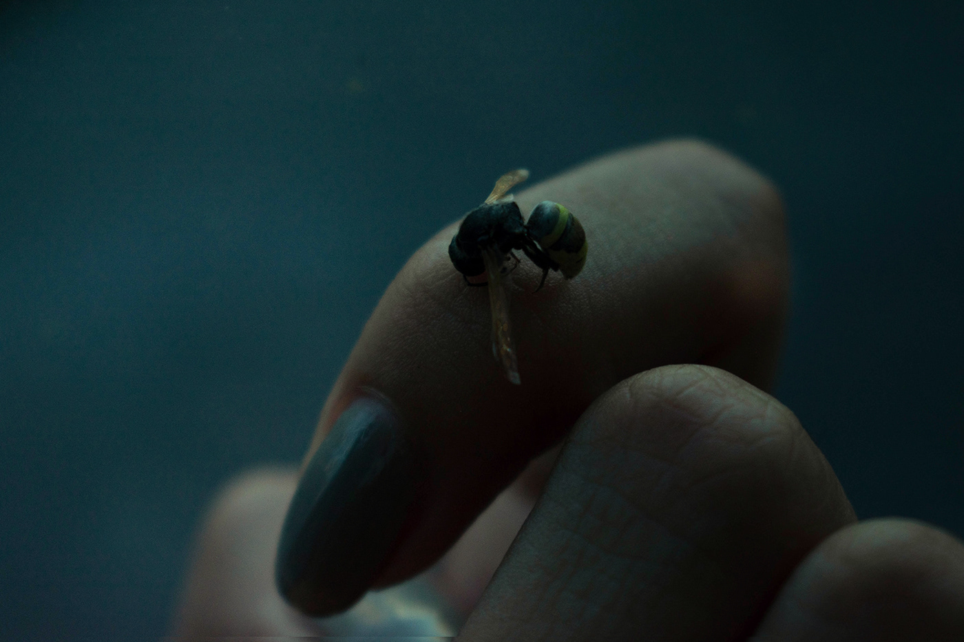 Abeja flourescente Fotografia insecto mano vintage