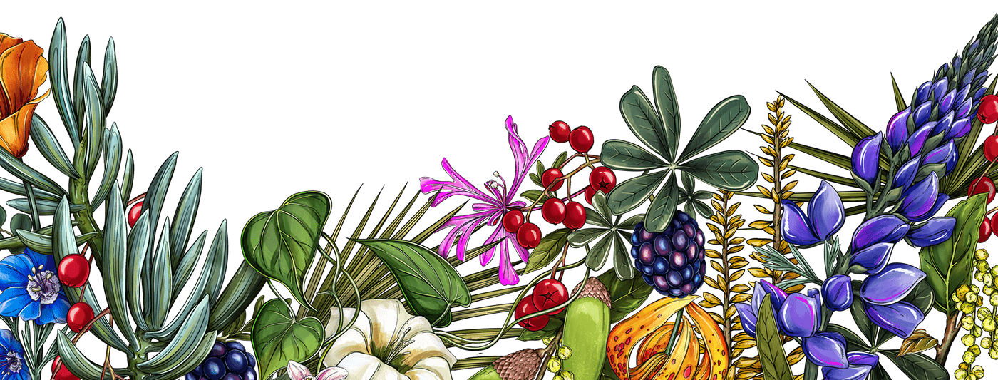 botanical illustration California cover design Digital Art  editorial Flowers ILLUSTRATION  Los Angeles newspaper pattern