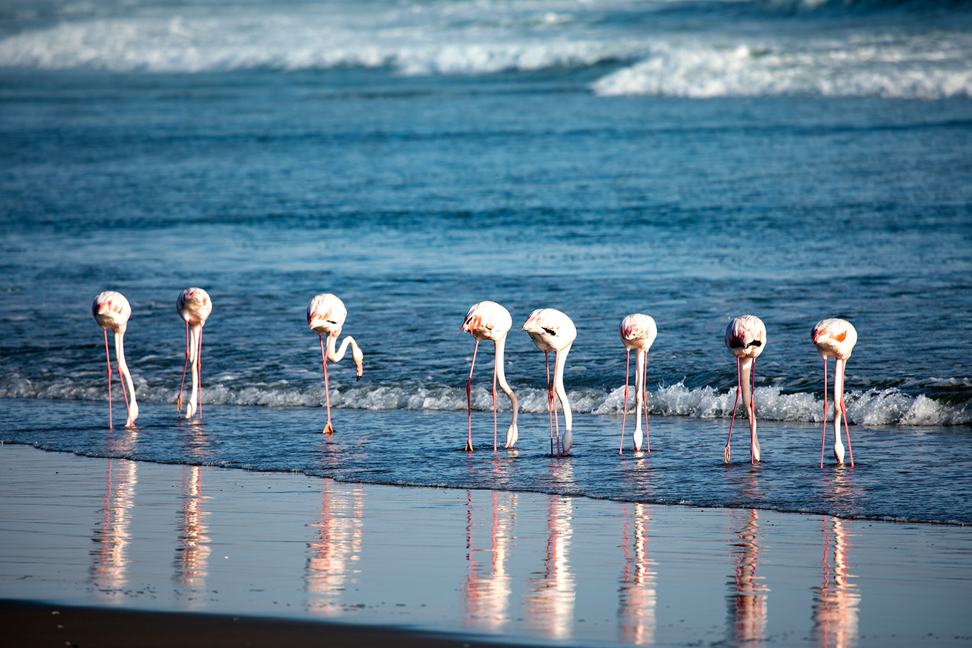 Flamingos feeding on the seashore